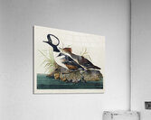 Hooded Merganser Acrylic Print