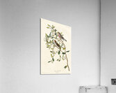 Lesser Red-Poll Acrylic Print