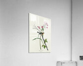 Blackburnian Warbler Acrylic Print