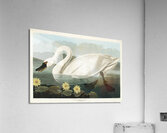 Common American Swan Acrylic Print