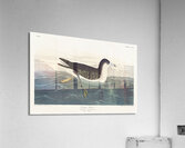 Dusky Petrel Acrylic Print