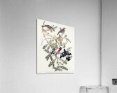 Rose-breasted Grosbeak Acrylic Print