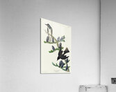 Olive sided Flycatcher Acrylic Print