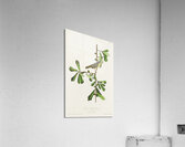 Roscoes Yellow-throat Acrylic Print