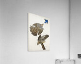 Stanley Hawk Acrylic Print