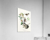 American Redstart Acrylic Print