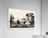 American Redstart Acrylic Print