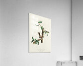 Bewicks Wren Acrylic Print