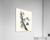 White-breasted Black-capped Nuthatch Acrylic Print