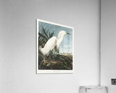 Snowy Heron or White Egret Acrylic Print