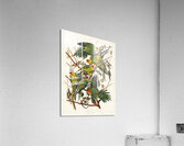 Carolina Parrot Acrylic Print