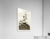 Golden-crowned Thrush Acrylic Print