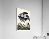 Golden-crowned Thrush Acrylic Print