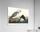 Large billed Puffin Acrylic Print