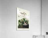 Lincoln Finch Acrylic Print