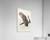 Great Cinereous Owl Acrylic Print