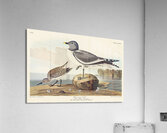 Fork-tailed Gull Acrylic Print