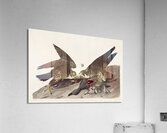 Great Footed Hawk Acrylic Print