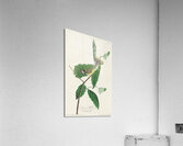 Black & Yellow Warbler Acrylic Print