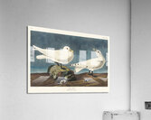 Ivory Gull Acrylic Print