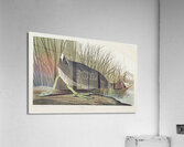 American Coot Acrylic Print