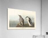 Slender-billed Guillemot Acrylic Print