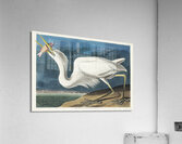 Great White Heron Acrylic Print