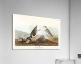 Ring Plover Acrylic Print