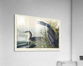Great Northern Diver or Loon Acrylic Print