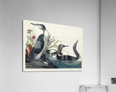 Red-Throated Diver Acrylic Print