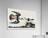 Kildeer Plover Acrylic Print