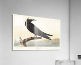 Noddy Tern Acrylic Print