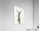 Brown-headed Nuthatch Acrylic Print