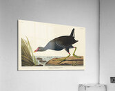 Common Gallinule Acrylic Print