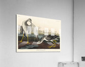 Tell-tale Godwit or Snipe Acrylic Print