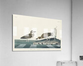 Wilsons Plover Acrylic Print