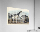 Barnacle Goose Acrylic Print