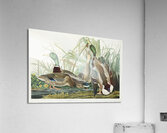 Mallard Duck Acrylic Print