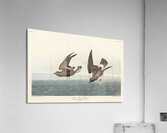 Least Stormy-Petrel Acrylic Print
