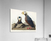 Tufted Auk Acrylic Print