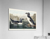 Great Auk Acrylic Print
