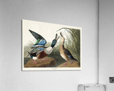 Shoveller Duck Acrylic Print