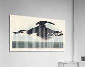 Uria Brunnichi Acrylic Print