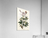 Ruff-necked Humming-bird Acrylic Print