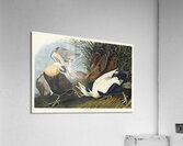 Eider Duck Acrylic Print