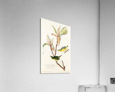 Kentucky Warbler Acrylic Print