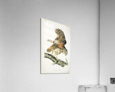 Barred Owl Acrylic Print