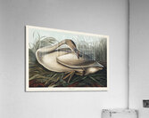 Trumpeter Swan Acrylic Print
