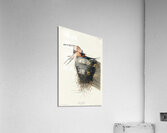 Barn Swallow Impression acrylique