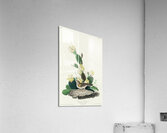 Grass Finch or Bay-winged Bunting Acrylic Print
